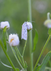 Myelois circumvoluta