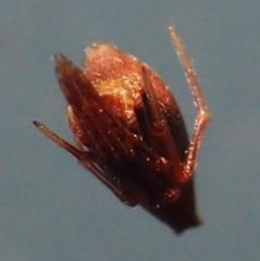 Neospintharus trigonum