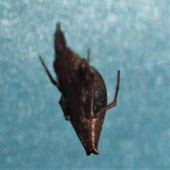 Neospintharus trigonum