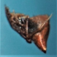 Neospintharus trigonum