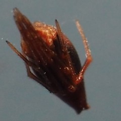 Neospintharus trigonum