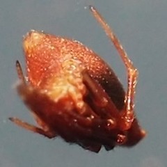 Neospintharus trigonum
