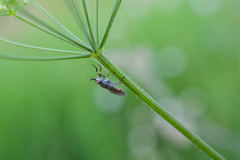 Haematopota pluvialis