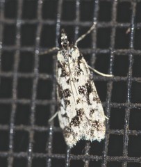 Eudonia aphrodes
