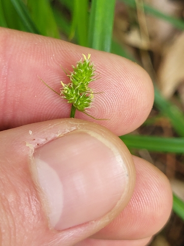 oval-leaf sedge (Carex cephalophora)