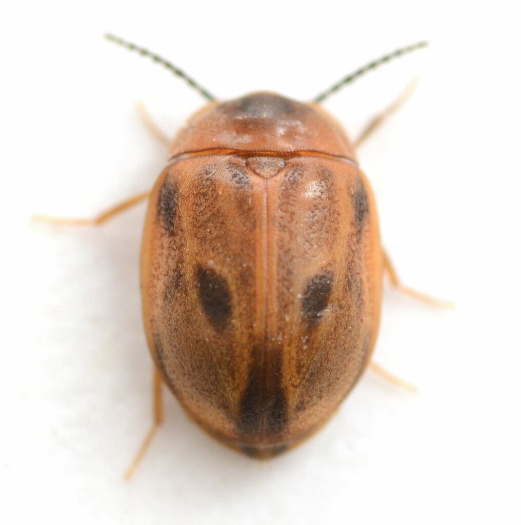 Acneus beeri