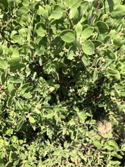 Arctostaphylos patula