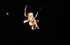 Wagneriana