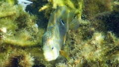 Stegastes punctatus