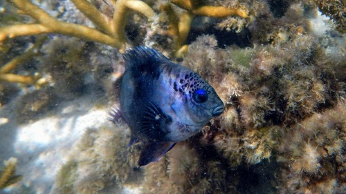 Stegastes limbatus