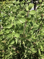Arctostaphylos patula