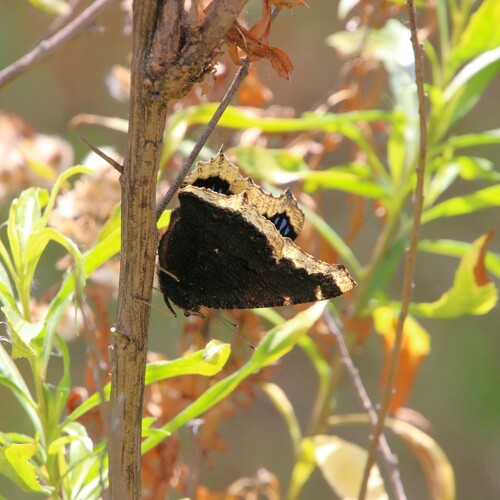 iNaturalist observation photo of Mourning Cloak