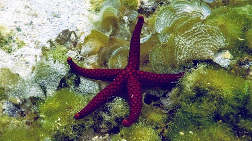 Nardoa variolata