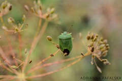 Palomena viridissima