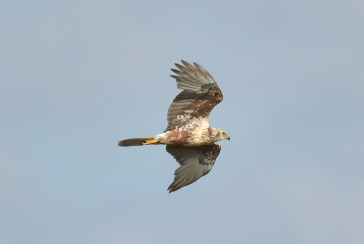 Eastern Marsh Harrier