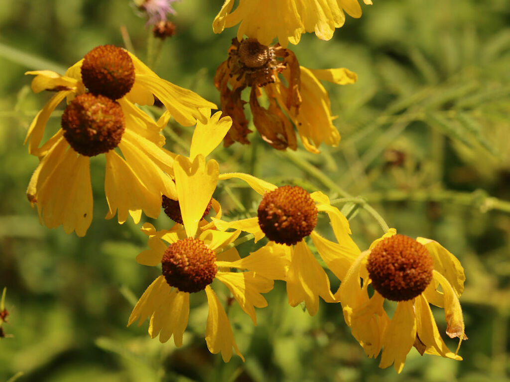 Helenium campestre; photograph (c) hr_dragonfly, some rights reserved (CC BY)