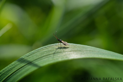 Diapriinae