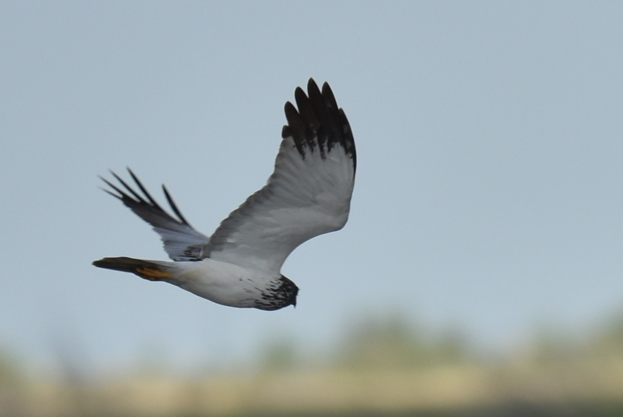 Eastern Marsh Harrier
