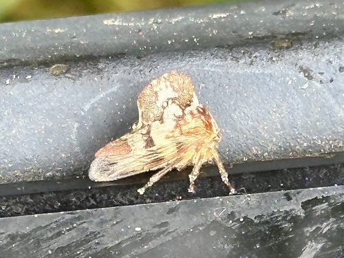 Telamona maculata photo 3