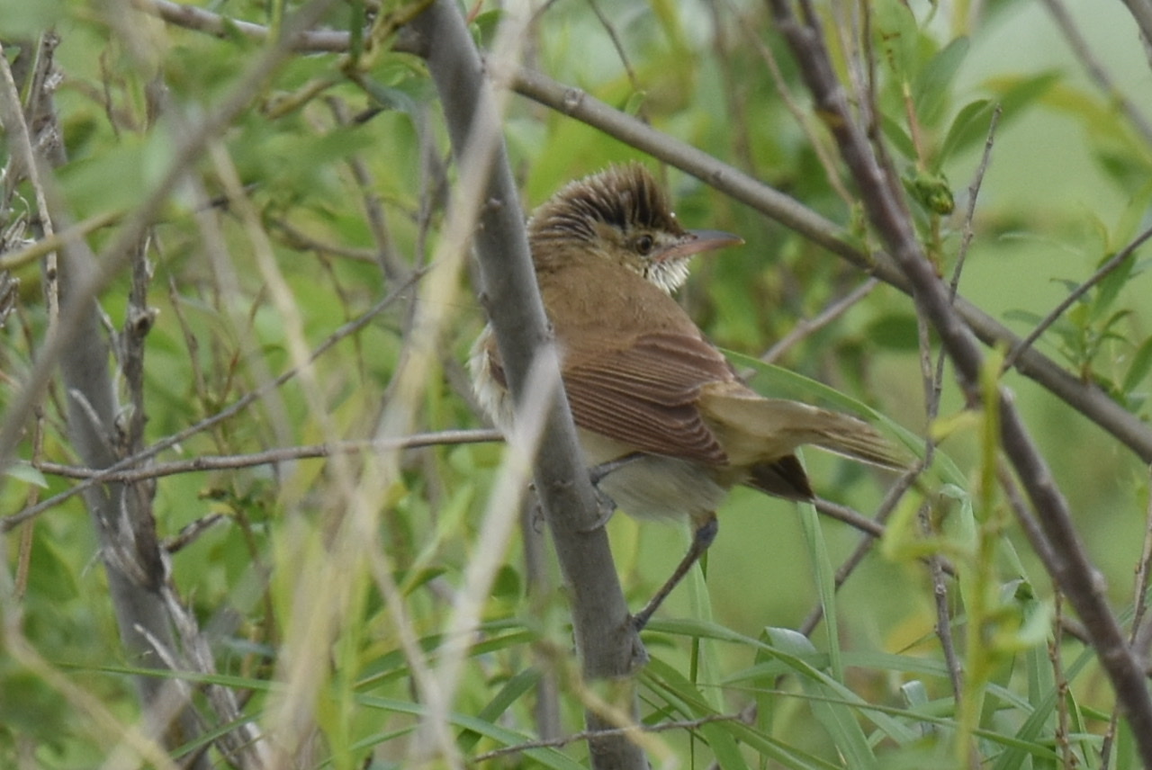 Thick-billed Warbler