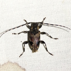 Graphisurus triangulifer