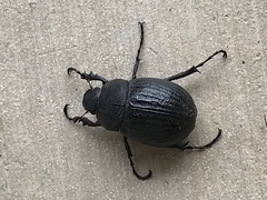 Phyllophaga cribrosa