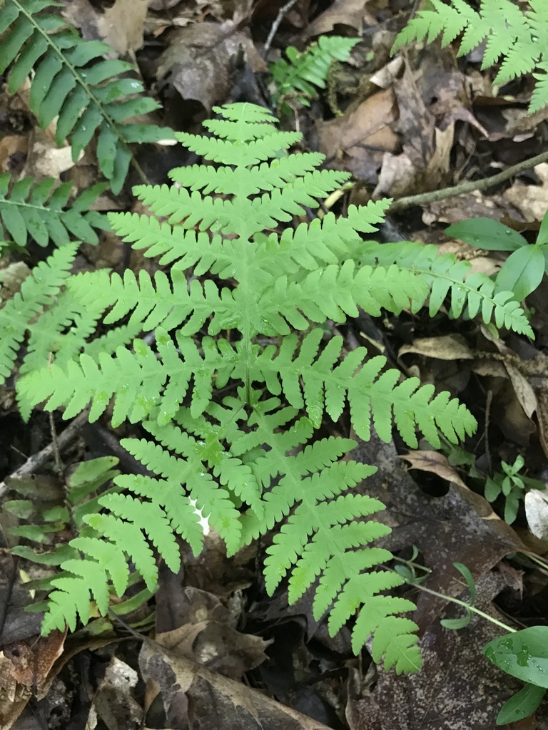 broad beech fern (Field Botany OCPs - Comprehensive Guide - 2023 ...