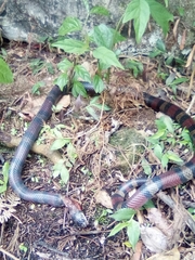 Lampropeltis micropholis