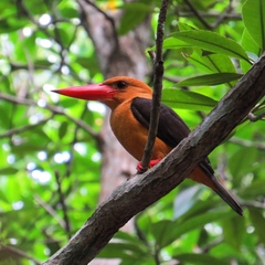 Pelargopsis amauroptera