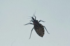 Triatoma gerstaeckeri
