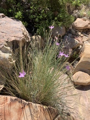 Lygodesmia grandiflora dianthopsis