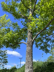 (c) Tatyana Petrenko, some rights reserved (CC BY) Fraxinus mandshurica, photograph (c) Tatyana Petrenko, some rights reserved (CC BY)