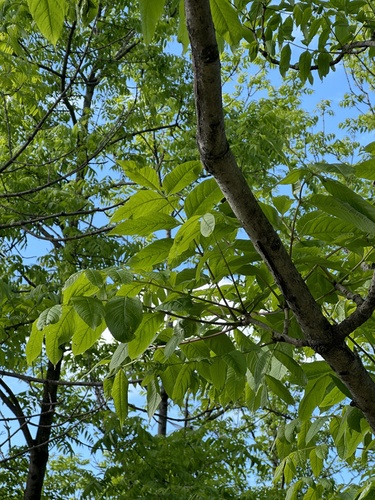 Fraxinus mandshurica, photograph 6