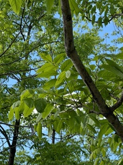 Fraxinus mandshurica, photograph (c) Tatyana Petrenko, some rights reserved (CC BY)