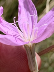 Lygodesmia grandiflora dianthopsis