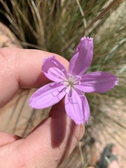 Lygodesmia grandiflora dianthopsis