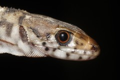 Lepidophyma occulor