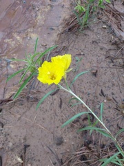 Calylophus