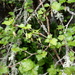 Ribes rotundifolium - Photo (c) Jonathan (JC) Carpenter,  זכויות יוצרים חלקיות (CC BY-NC), uploaded by Jonathan (JC) Carpenter