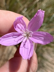 Lygodesmia grandiflora dianthopsis