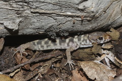 Lepidophyma occulor