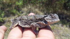 Phrynosoma braconnieri