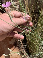 Lygodesmia grandiflora dianthopsis