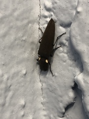 Ignelater havaniensis