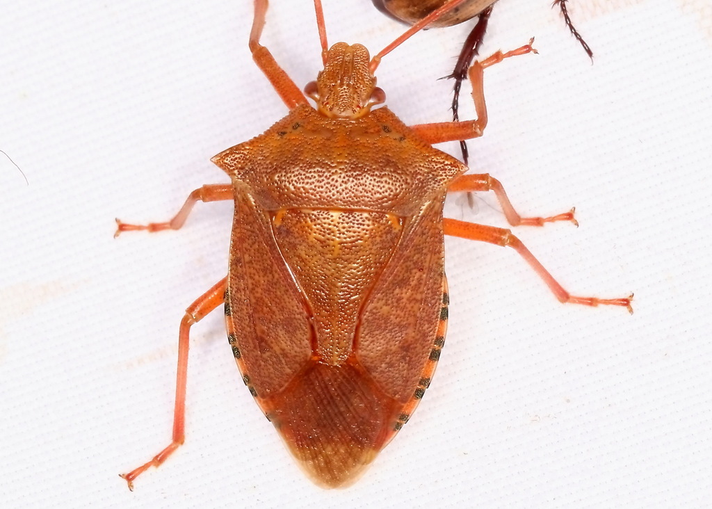 Apoecilus cynicus