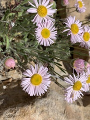 Erigeron concinnus