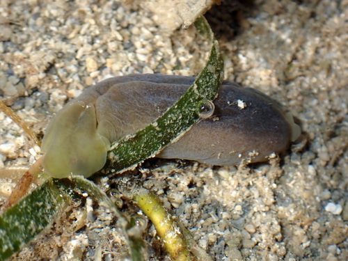 Phanerophthalmus luteus, 2024-05-27