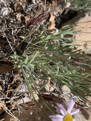 Erigeron concinnus