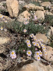 Erigeron concinnus