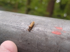 Cantharis decipiens